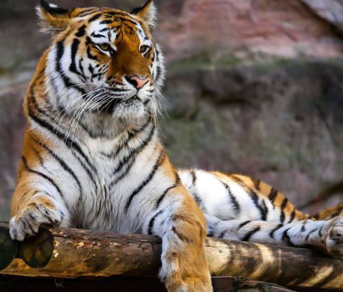 Jim Corbett Tiger
