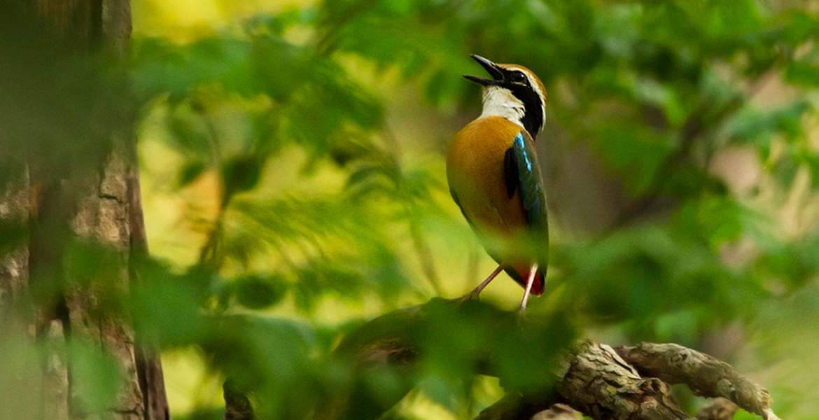 your-bird watching destination-jim-corbett-national-park