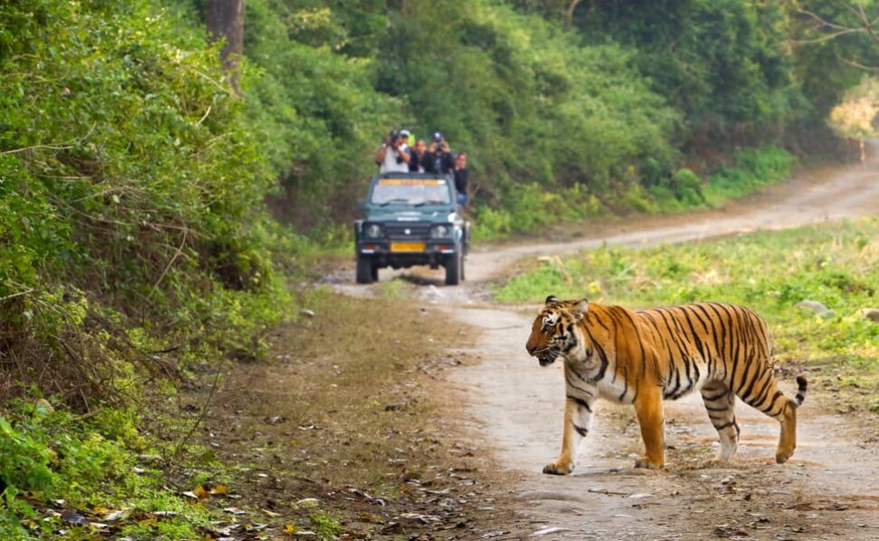 jim corbett park for low budget trip