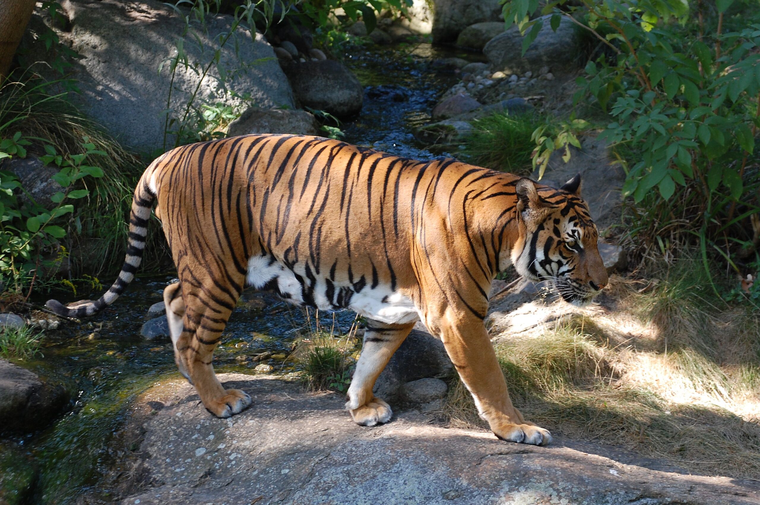 panther tiger
