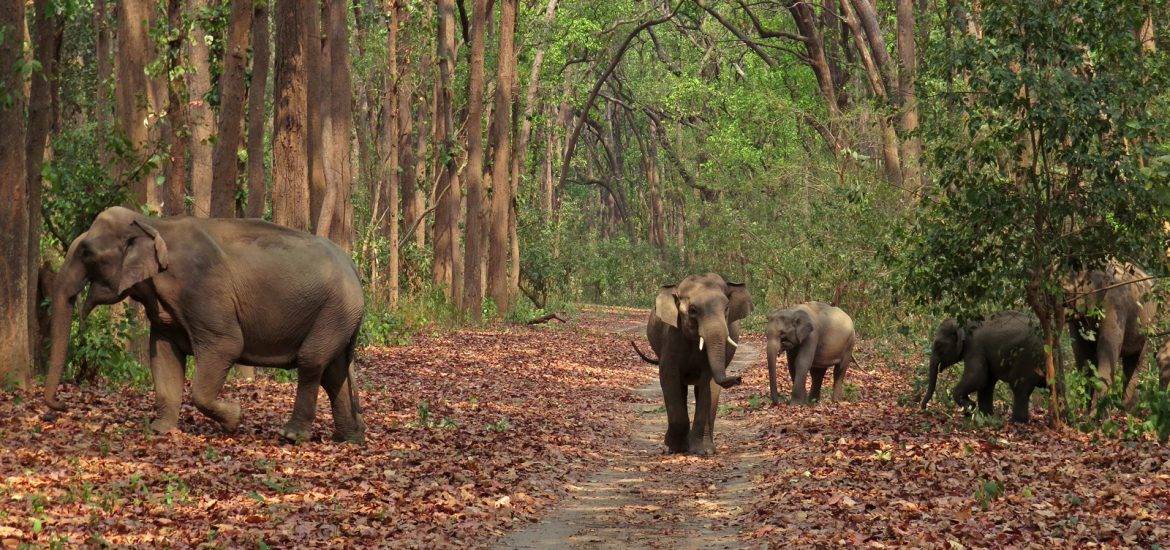 -jim-corbett-national-park