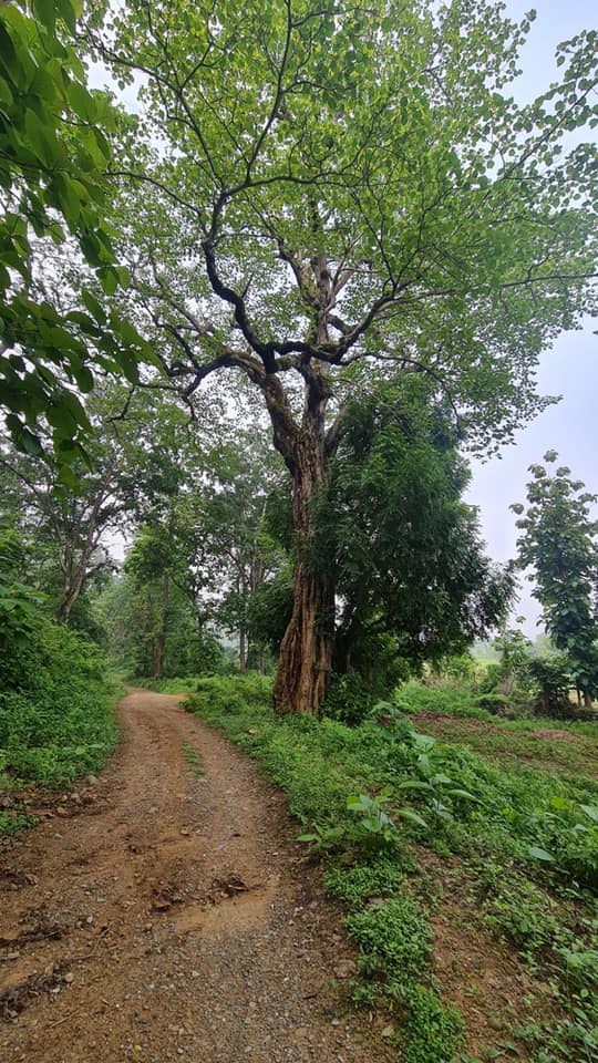 corbett jungle