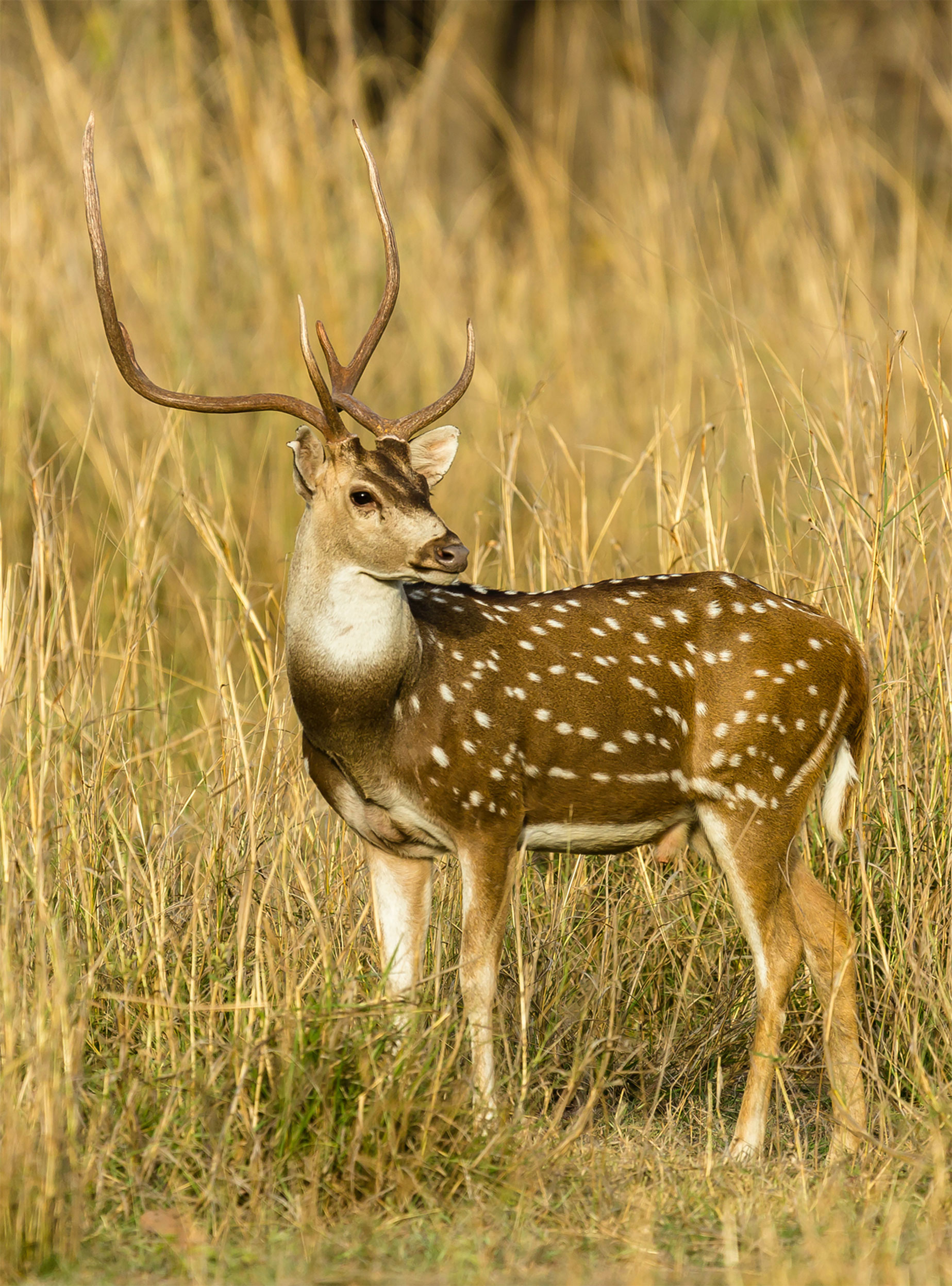 Jeep Safari in Dhikala Zone