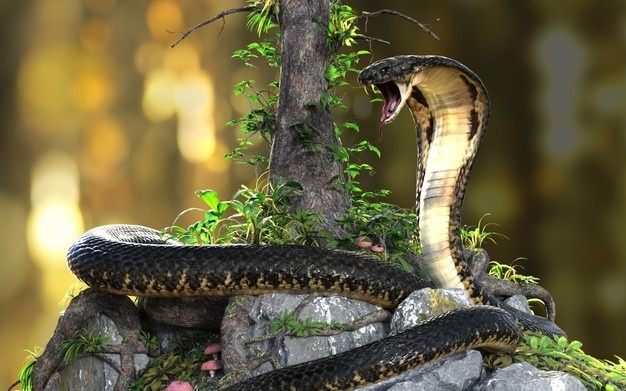 king cobra