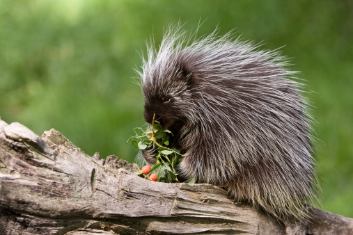 porcupines