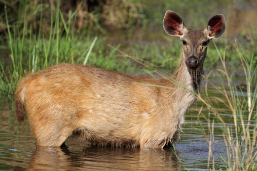 jungle safari, deer image