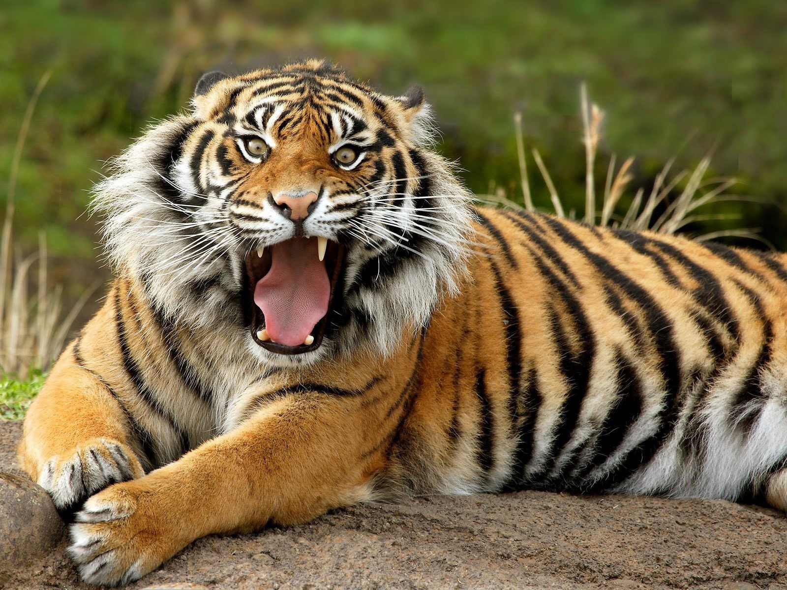 bangal tiger