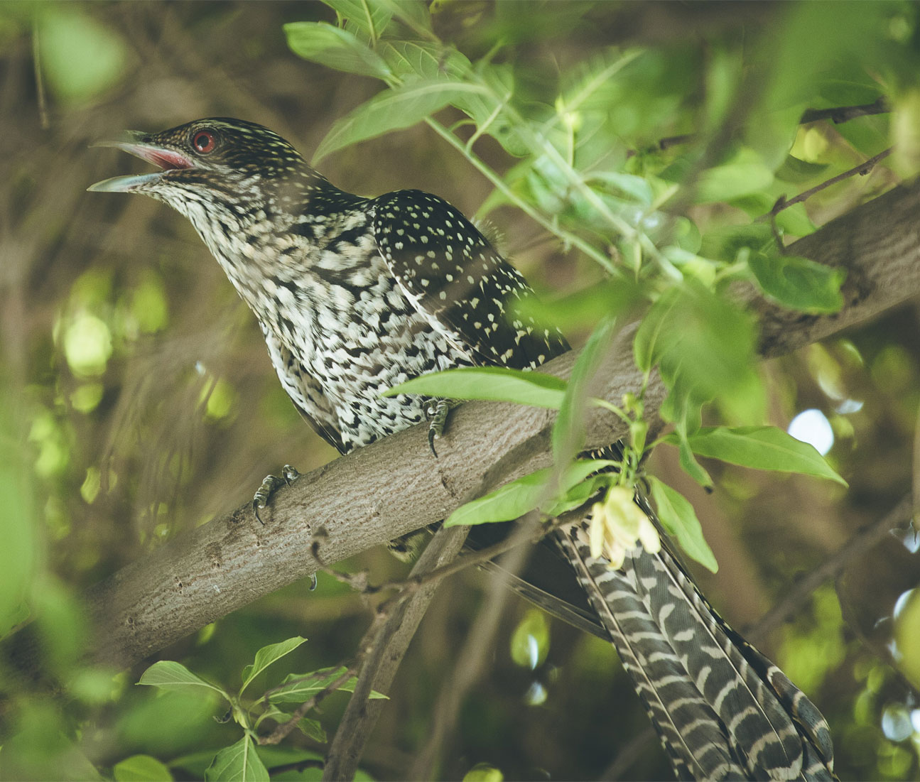 Book Dhikala Jeep Safari