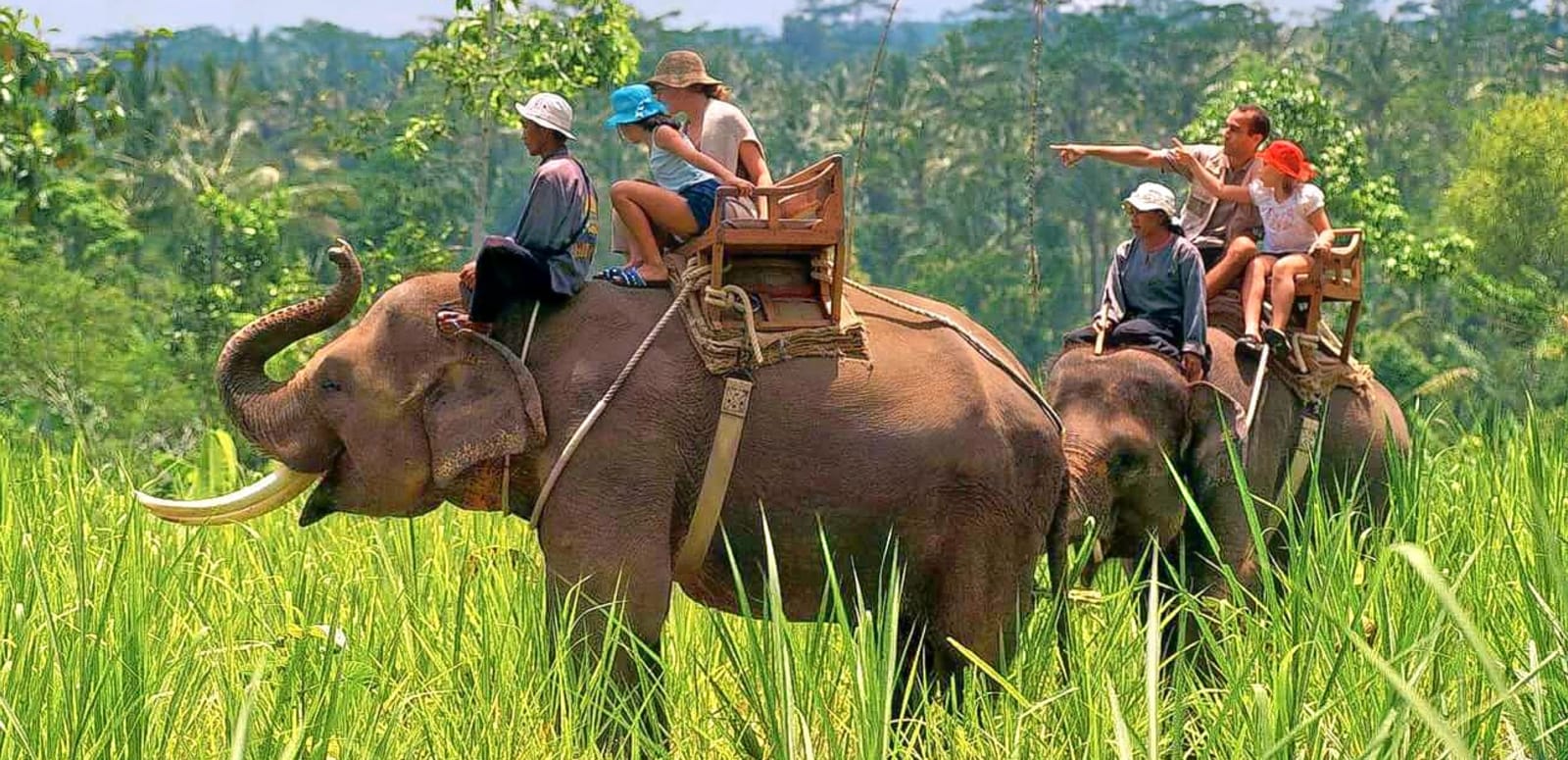 elephant-safari-in-jim-corbett