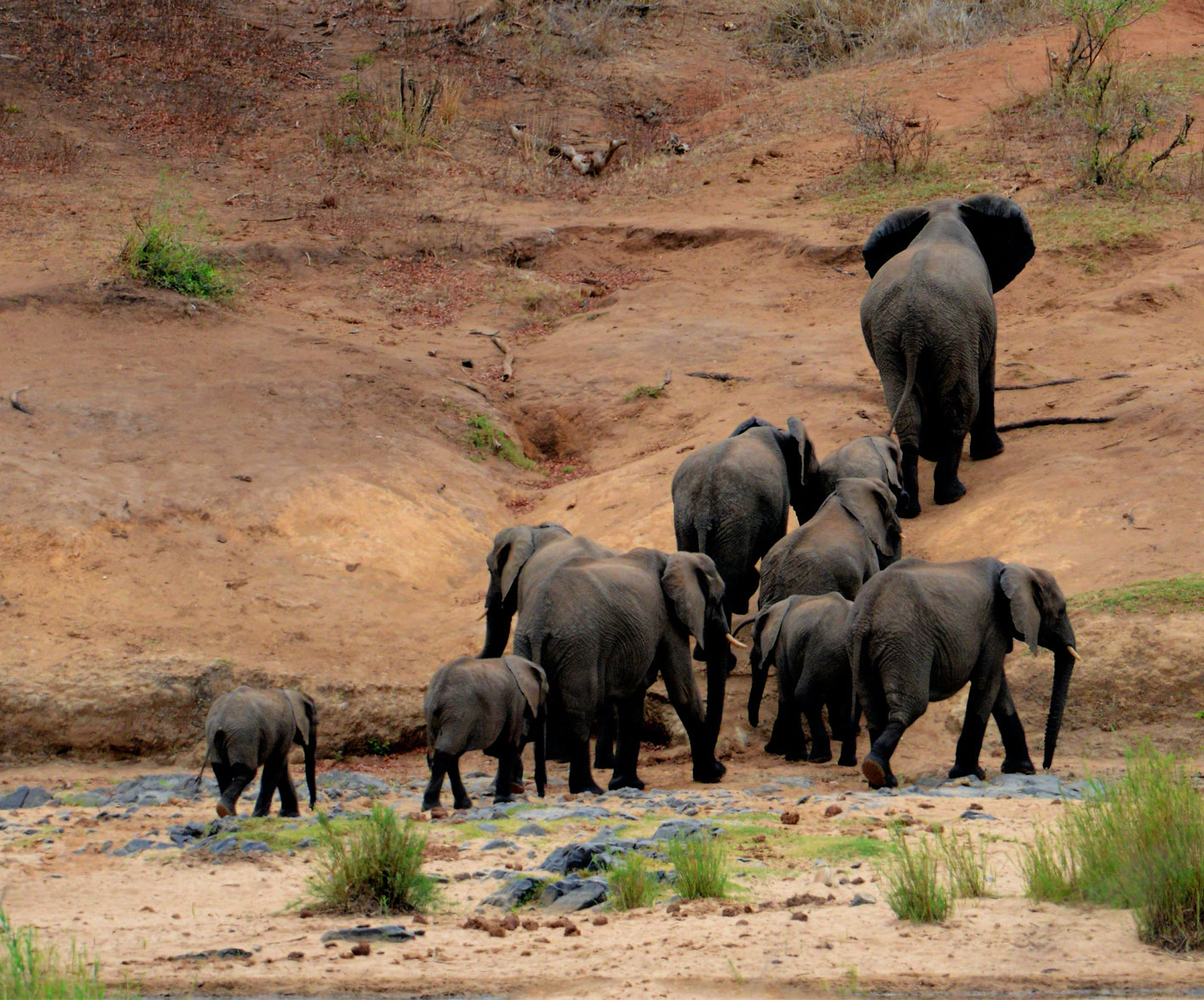 Dhikala Zone Safari In Jim Corbett National Park