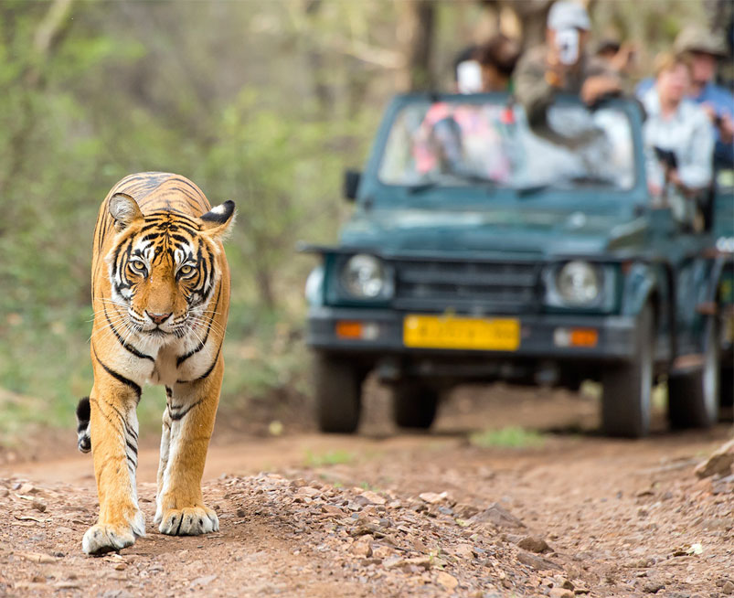 Jungle Safari in Sitabani Zone