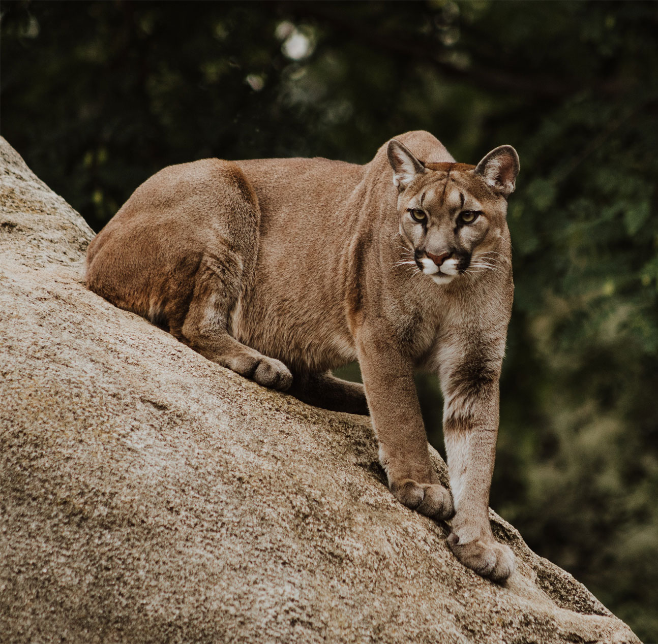 Dhikala Zone Safari In Jim Corbett