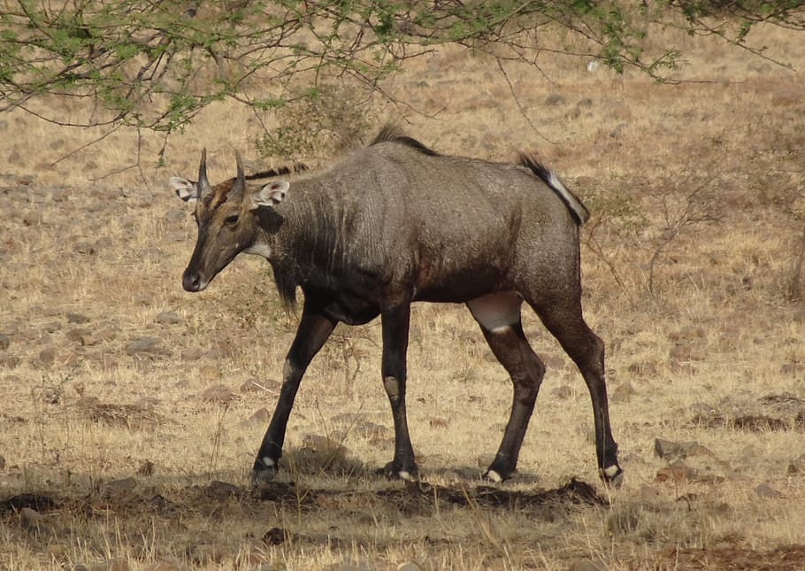 blue cow or nilgai