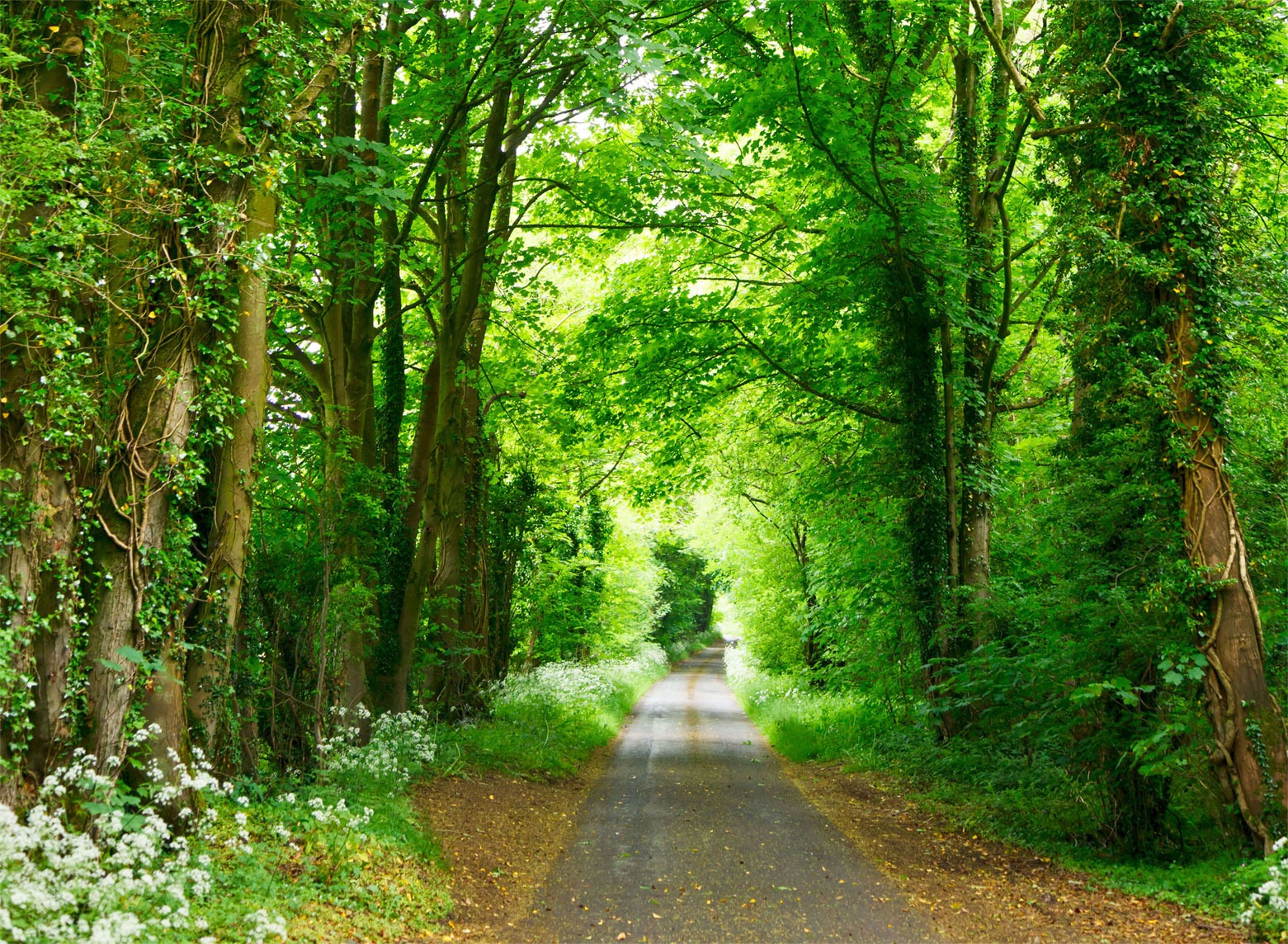 Jungle Safari in Sitabani Zone