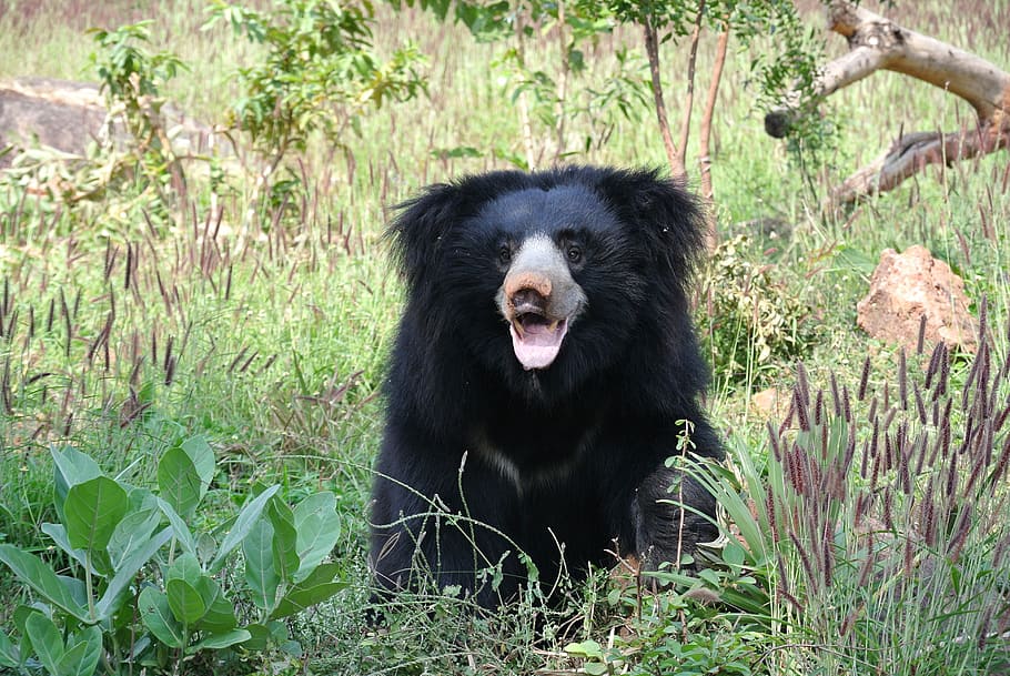 sloth bear