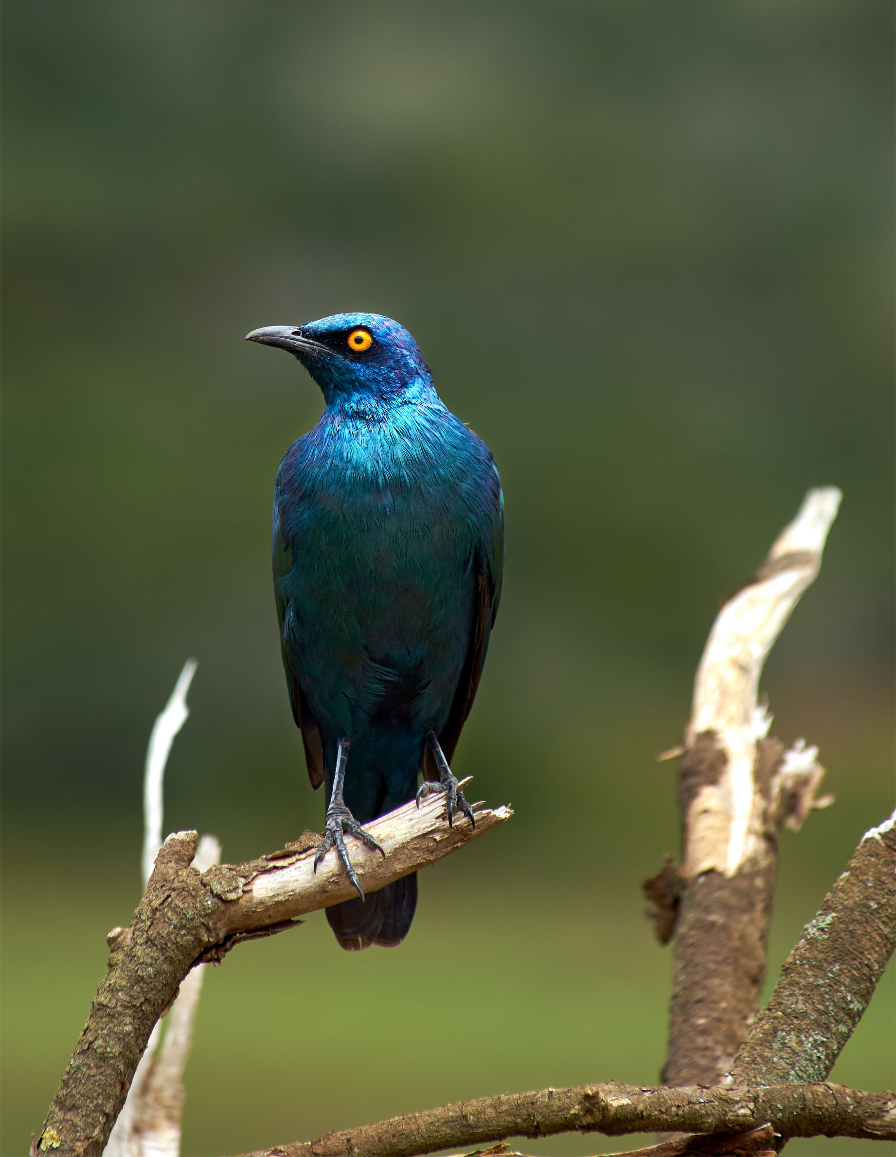 Safari in Dhikala Zone