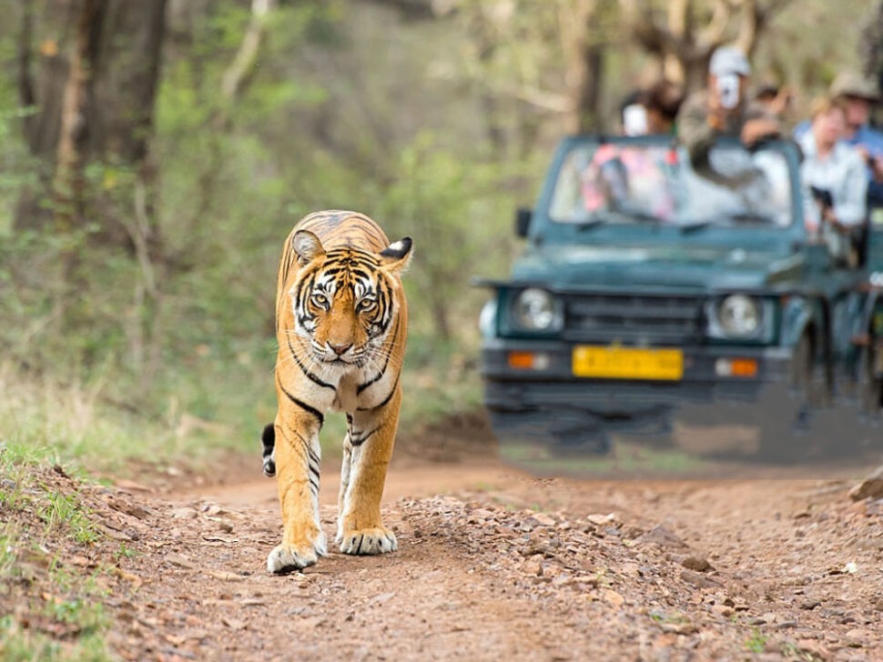 jeep-safari-in-jim-corbett-national-park