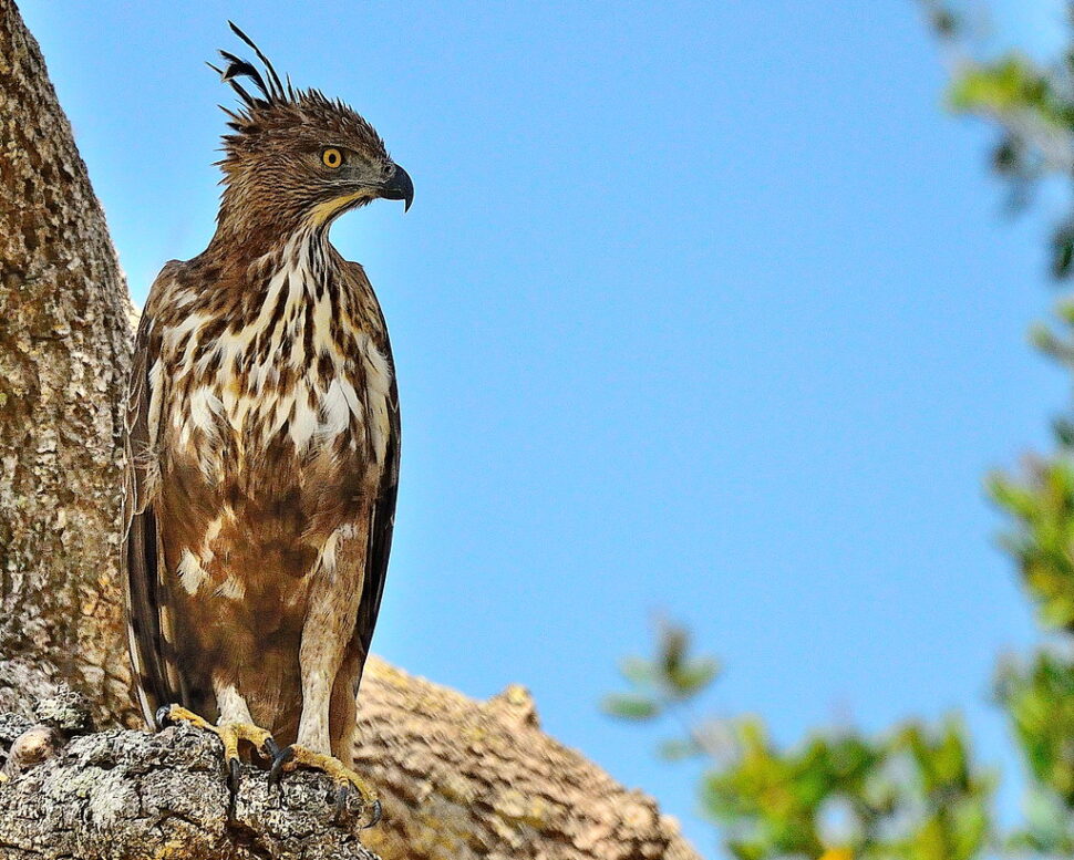 Crested Hawk Eagle