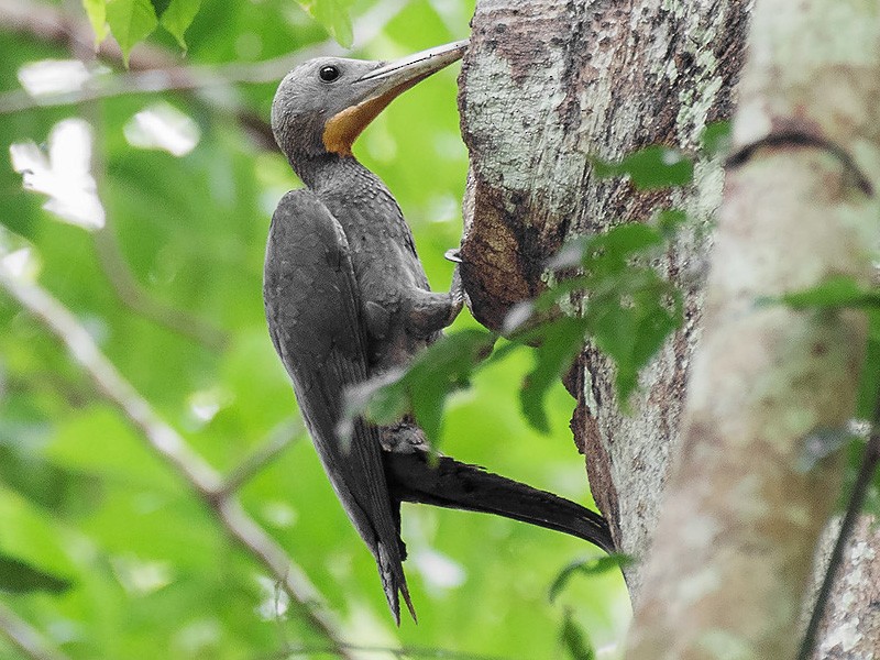 Great Slaty Woodpecker