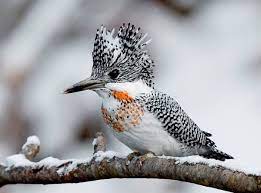 Himalayan Pied Kingfisher