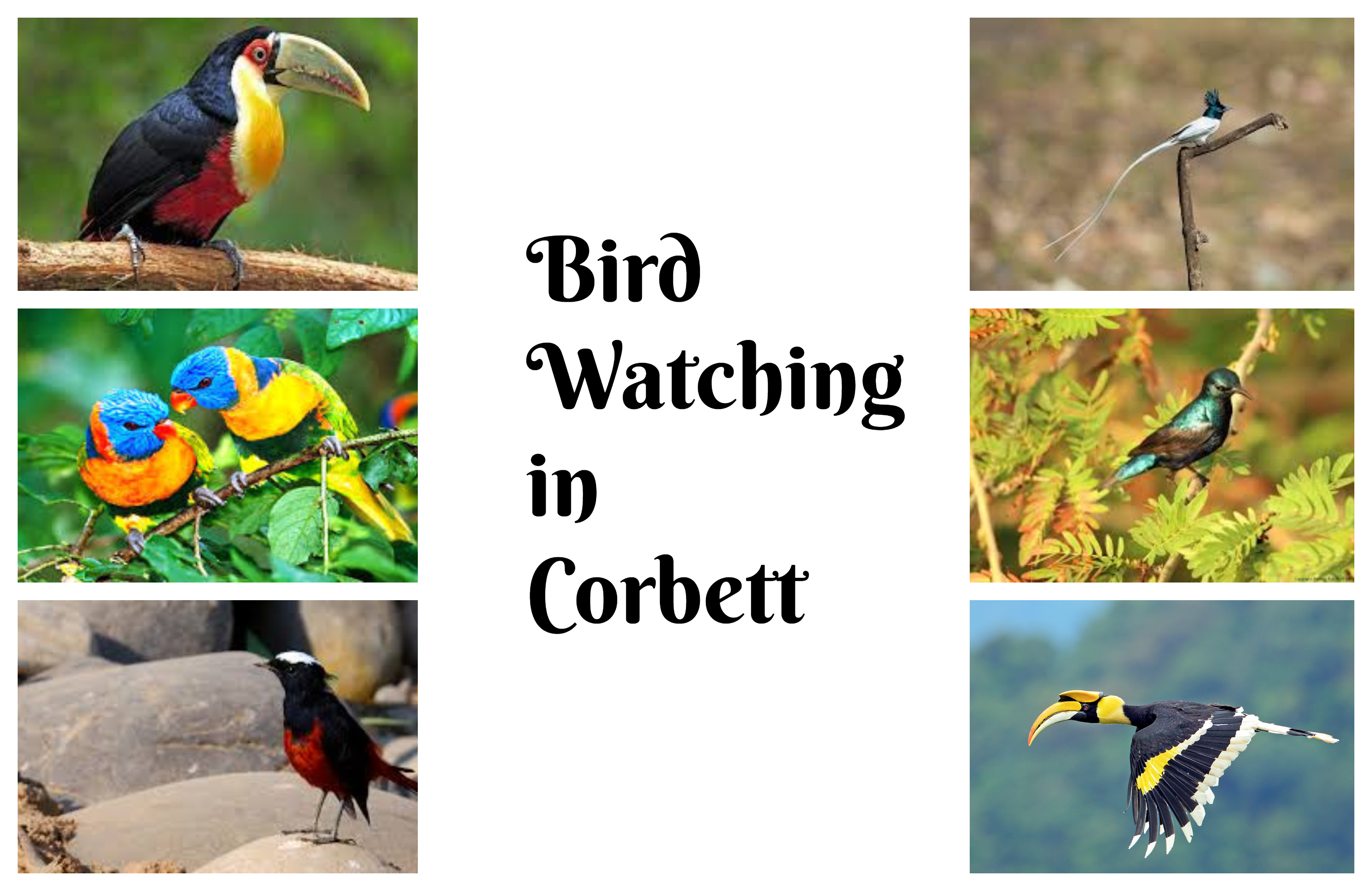 Bird watching vacations & bird watching tours - Responsible Travel