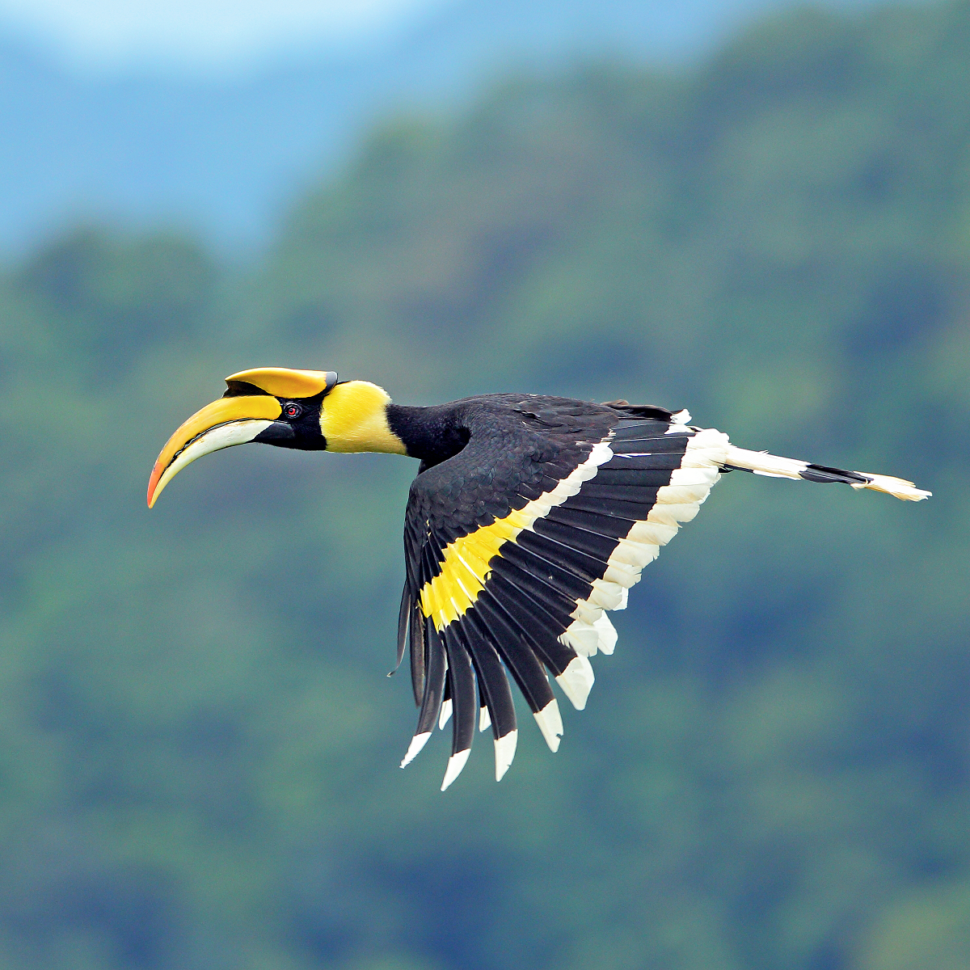 hornbill