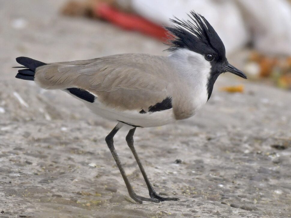 river lapwing