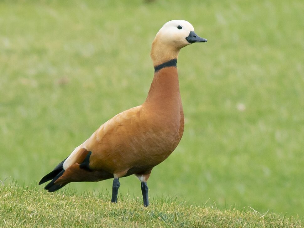 bird watching in Corbett