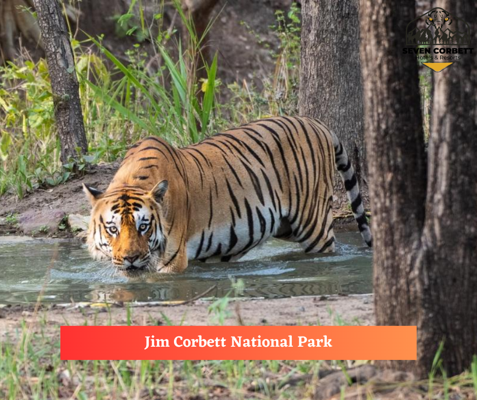 Jim Corbett National Park