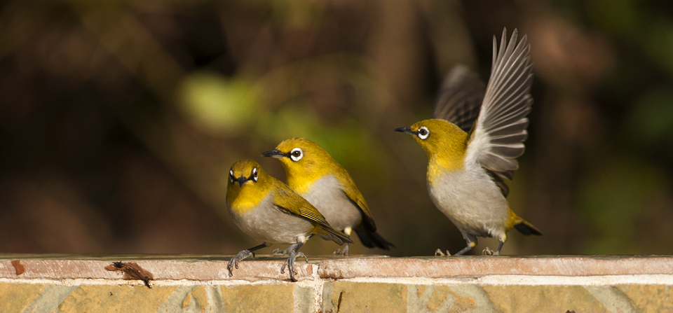 bird watching in corbett national park