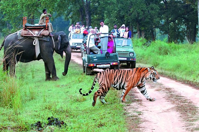 jungle safari