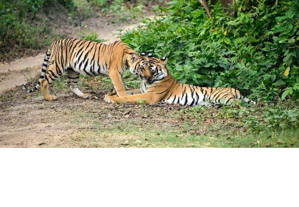 republic-day-in-jim-corbett