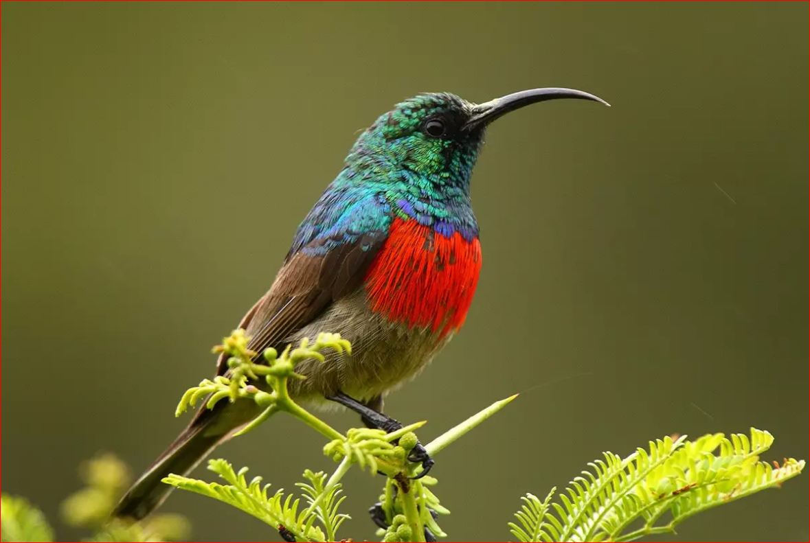 Birdlife of Jim Corbett