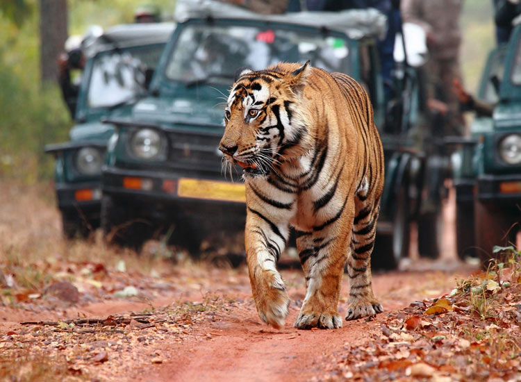 Kota Zone in Jim Corbett