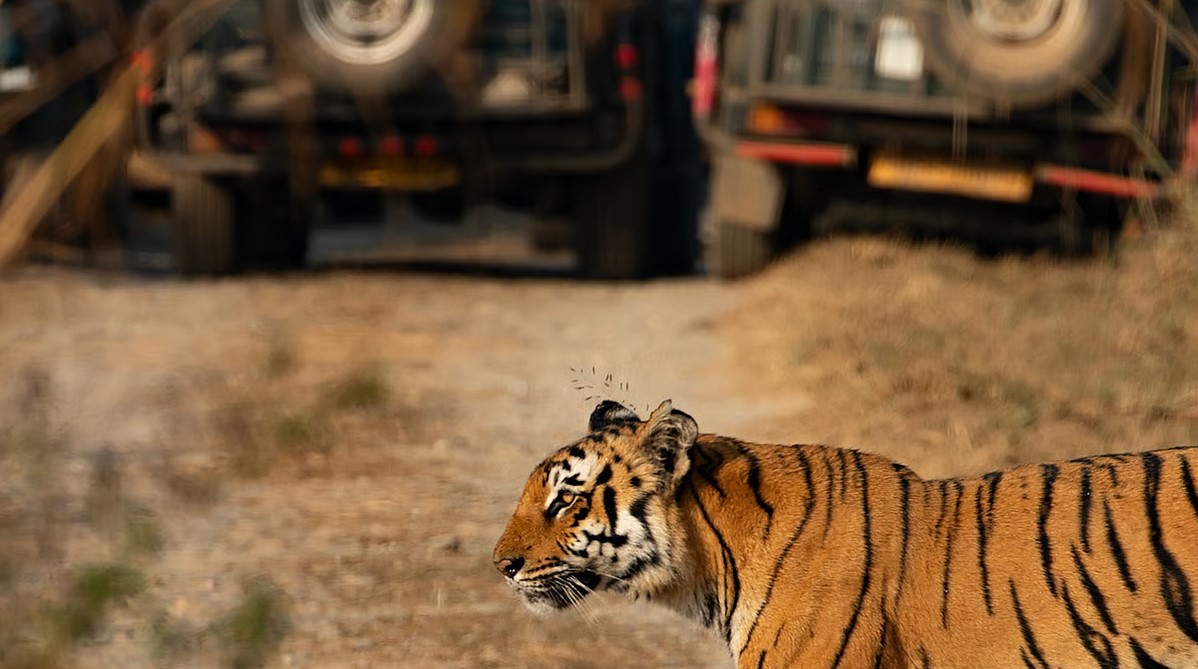 Tiger in Jim Corbett National Park