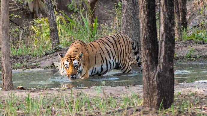 Royal Bengal tiger in Jim Corbett National Park summer vacation travel guide