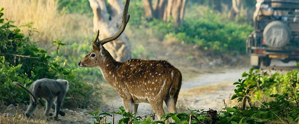 Spotted deer in Jim Corbett National Park with safari jeep wildlife experience in Uttarakhand forest

